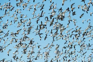 Illustration accompanying “Of the Fowl Also of the Air, Seven and Seven”