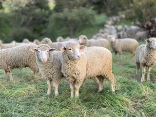 תמונה המלווה את המאמר "וְכֹל אֲשֶׁר תִּתֶּן לִי עַשֵּׂר אֲעַשְּׂרֶנּוּ לָךְ"